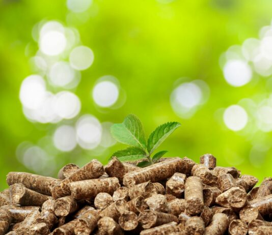 Energía de biomasa | ¿Qué es? ¿Un futuro prometedor?
