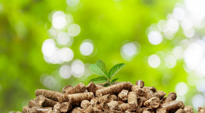 Energía de biomasa | ¿Qué es? ¿Un futuro prometedor?