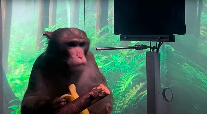 Un mono jugando al Pong con su mente | Las luces y sombras del último experimento de Neuralink Mono Neuralink