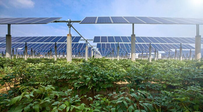 Energía agrovoltaica | La suma de la agricultura y electricidad Energía agrovoltaica PRINC