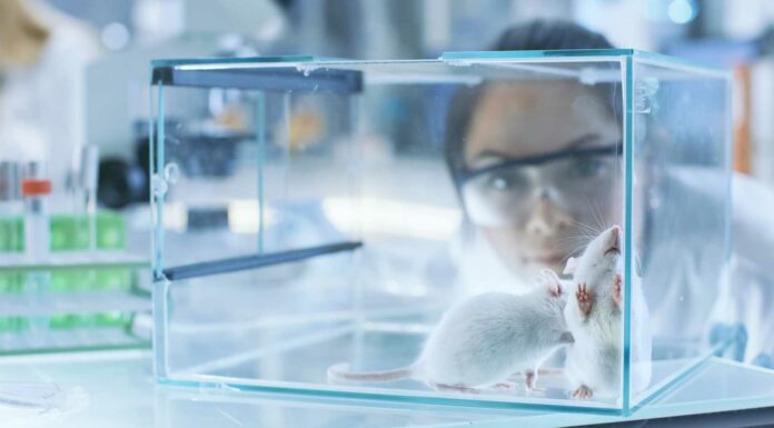 ¿Es posible la reproducción humana en el espacio? | Estos «ratoncitos espaciales» sanos dan la clave 1-ratones-reproducción