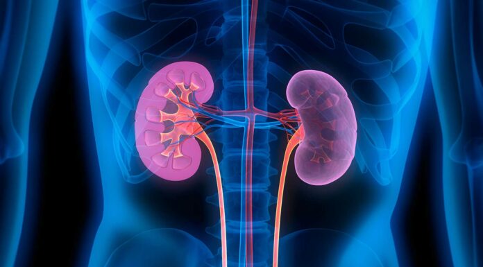 Más cerca de los órganos artificiales | La NASA podría imprimirlos en el espacio 1-Órganos-artificiales