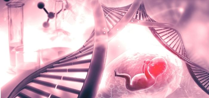 Experimento en embriones | Aplicaciones de la ingeniería genética
