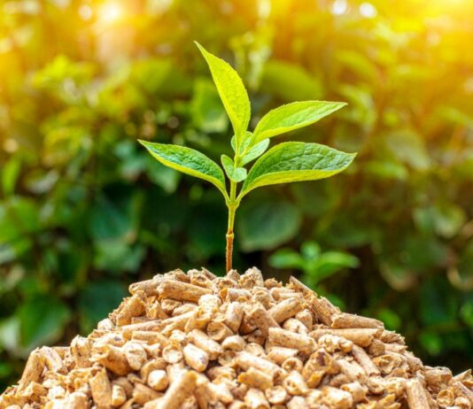 Ventajas y desventajas de la energía biomasa | Conoce sus pros y contras