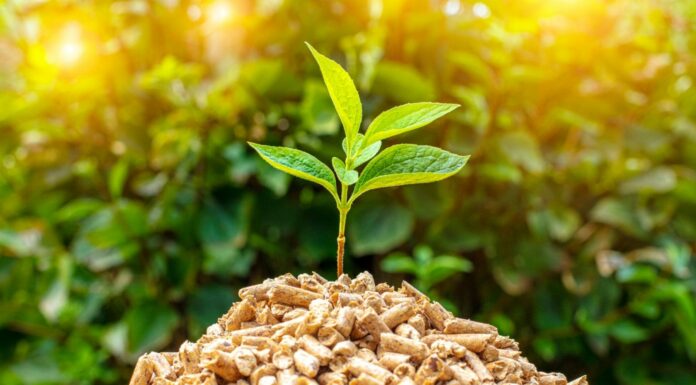 Ventajas y desventajas de la energía biomasa | Conoce sus pros y contras