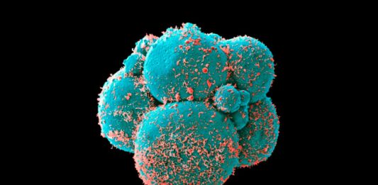 Crean embriones sintéticos | Un avance científico extraordinario embriones sintéticos