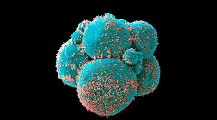 Crean embriones sintéticos | Un avance científico extraordinario embriones sintéticos